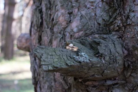 Wedding rings on a tree bark. Stock Photos