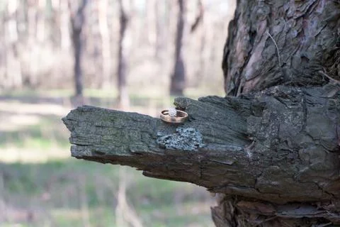 Wedding rings on a tree bark. Stock Photos