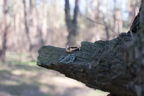 Wedding rings on a tree bark. Stock Photos
