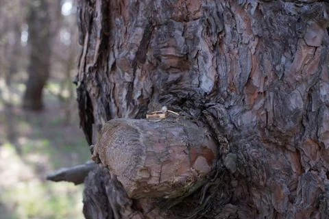 Wedding rings on a tree bark. Stock Photos