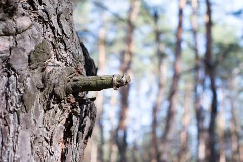 Wedding rings on a tree bark. Stock Photos