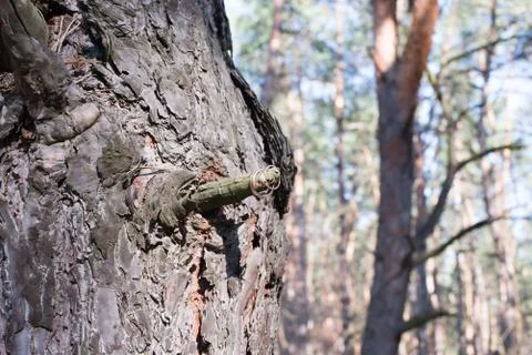 Wedding rings on a tree bark. Stock Photos