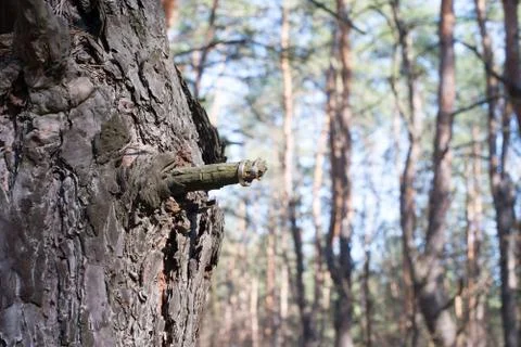 Wedding rings on a tree bark. Stock Photos