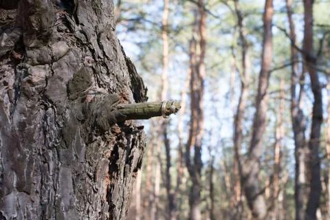 Wedding rings on a tree bark. Stock Photos