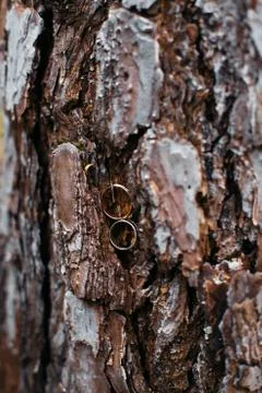 Wedding rings in tree bark Stock Photos