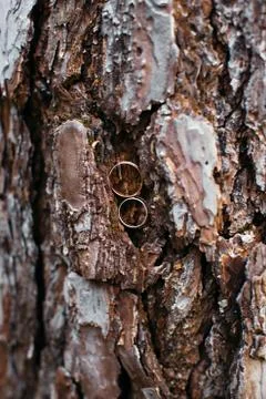 Wedding rings in tree bark Foto stock