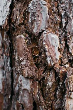 Wedding rings in tree bark Foto stock
