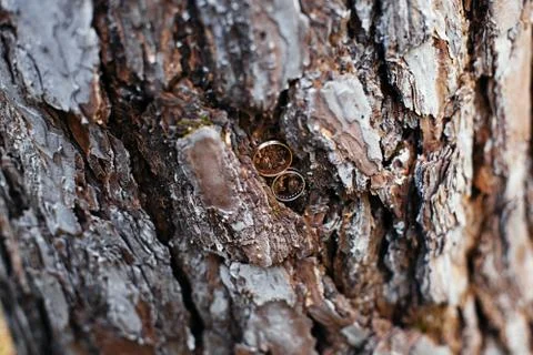 Wedding rings in tree bark Stock Photos