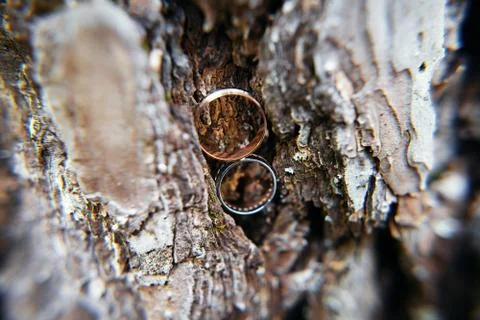 Wedding rings in tree bark Foto stock