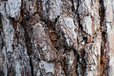 Wedding rings in tree bark Stock Photos