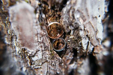 Wedding rings in tree bark Foto stock
