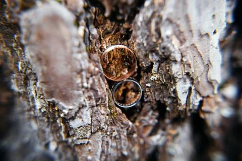 Wedding rings in tree bark Foto stock