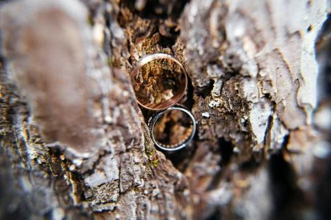 Wedding rings in tree bark Foto stock