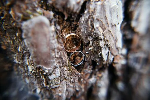 Wedding rings in tree bark Stock Photos