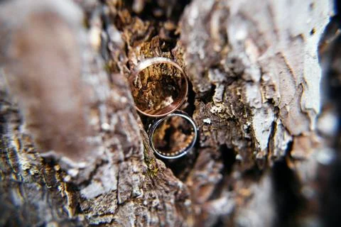 Wedding rings in tree bark Foto stock