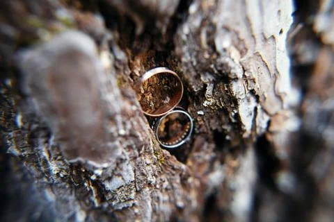 Wedding rings in tree bark Foto stock