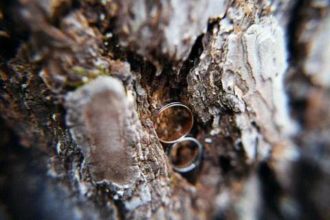 Wedding rings in tree bark Foto stock