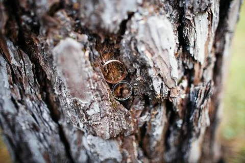 Wedding rings in tree bark Foto stock