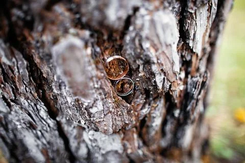 Wedding rings in tree bark Stock Photos