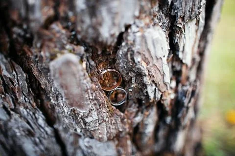 Wedding rings in tree bark Stock Photos
