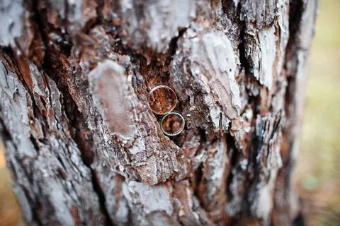 Wedding rings in tree bark Stock Photos
