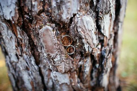 Wedding rings in tree bark Stock Photos