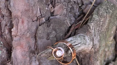 Wedding rings on a tree bough Video stock 62816557