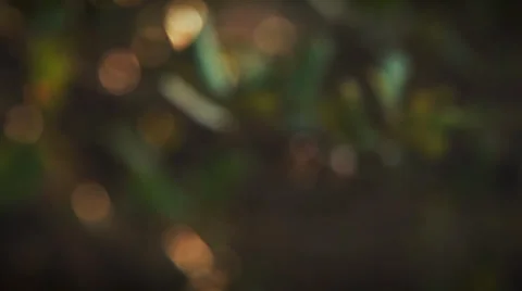 Wedding rings on a tree Stock Footage 38316880