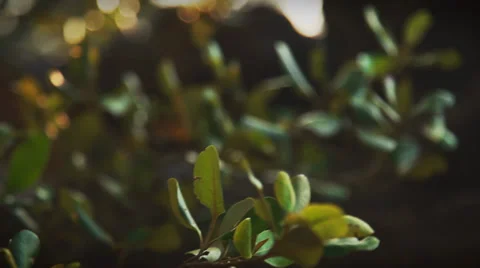 Wedding rings on a tree Stock Footage 38316976