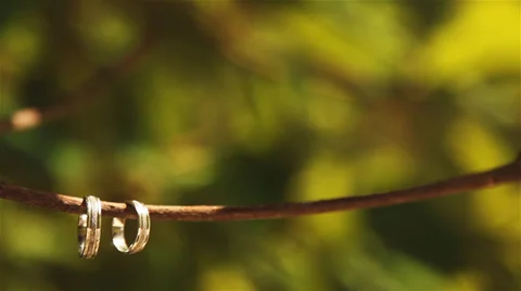 Wedding rings on a tree Stock Footage 38317363