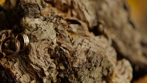 Wedding rings on the tree Stock Footage 101639679