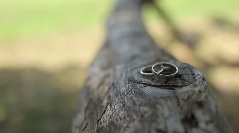 Wedding rings on a tree log Stock Footage 45369746
