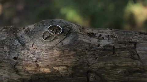 Wedding rings on a tree log Stock Footage 45370247