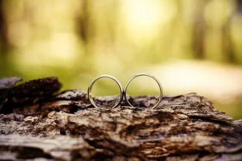 Wedding rings on a tree Stock Photos