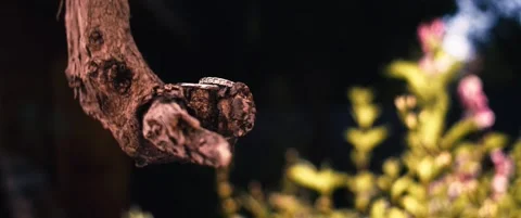 Wedding rings on the tree | slow motion mode | 4k Stock Footage 276424382