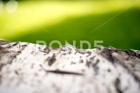 Wedding rings on trunk tree bark Stock Photos