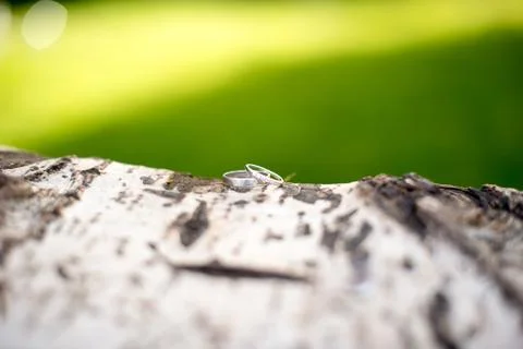 Wedding rings on trunk tree bark Stock Photos