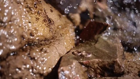 Wedding rings under the watterfall Stock Footage 83690596