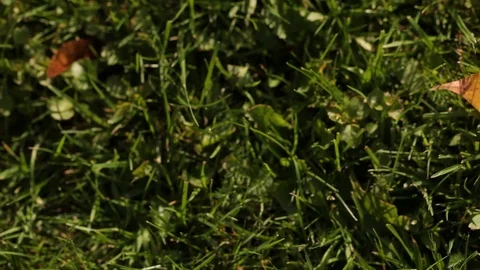 Wedding Rings on a Yellow Maple Leaf on the green grass Stock Footage 95150848