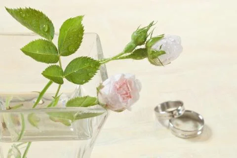 Wedding rose Stock Photos