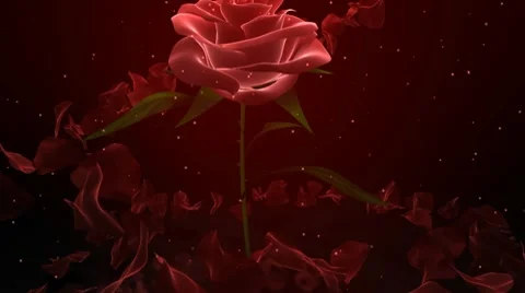 Wedding Rose Romance Stockbeeldmateriaal 10792494