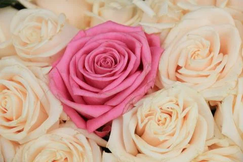 Wedding roses Stock Photos