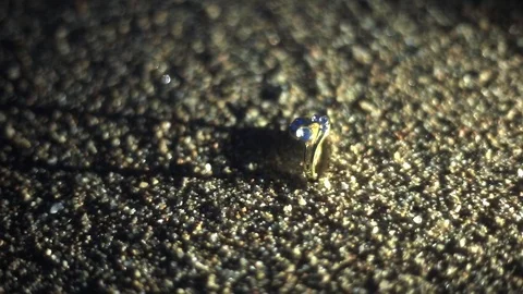 Wedding shiny ring on the sand Stock Footage 92862236