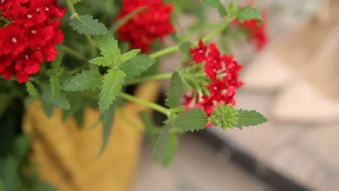 Wedding shoes between red flowers Stock Footage 83398560