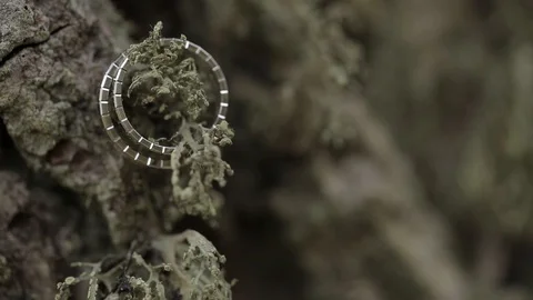 Wedding Silver Rings on on the bark in the forest macro closeup shoot diamon Stock Footage 93715670