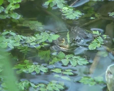 Wedding song of the frogs Stock Footage 10879033