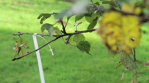 Wedding string on branch Stock Footage 24237367