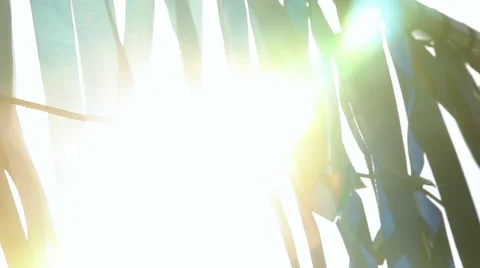 Wedding stripes moving by wind in counter light of sun Stock Footage 45975037