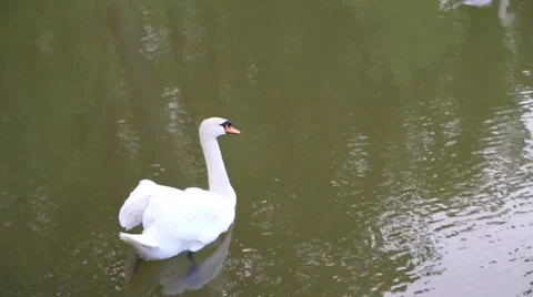 Wedding swan Stockbeeldmateriaal 54437703