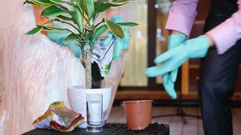 Wedding Tradition Stock-Footage 22418971